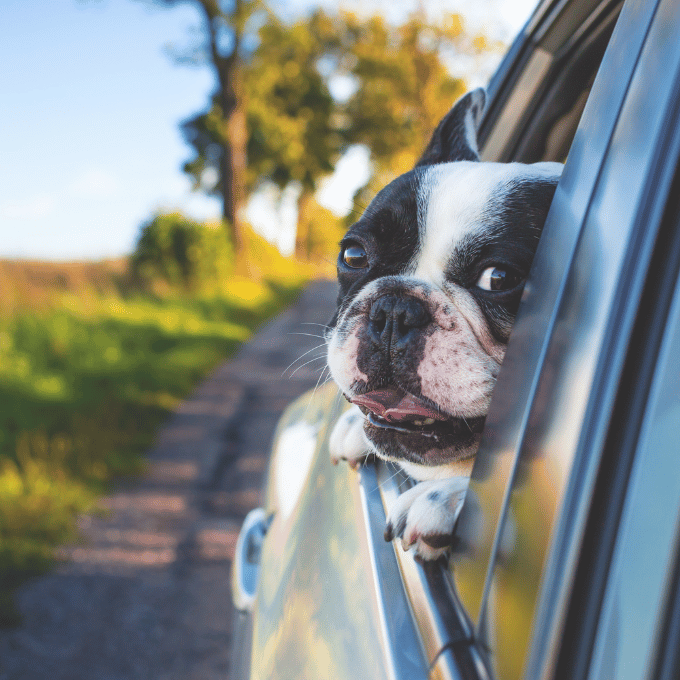 Les causes du mal des transports chez le chien