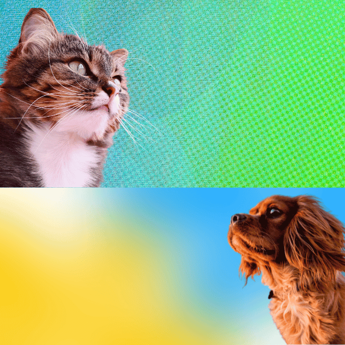 Comparaison entre la perception des couleurs chez les chiens et les chats