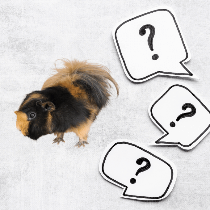 FAQs Reponses aux Questions Frequentes sur les Cochons dInde