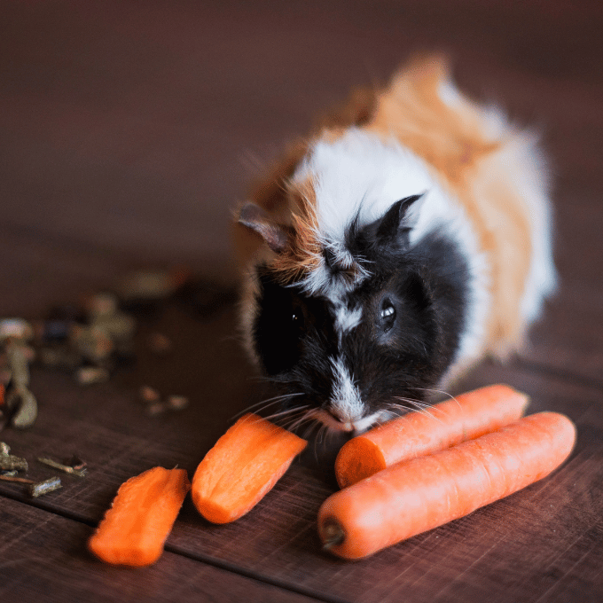 LAlimentation du Cochon dInde Conseils pour une Diete Equilibree