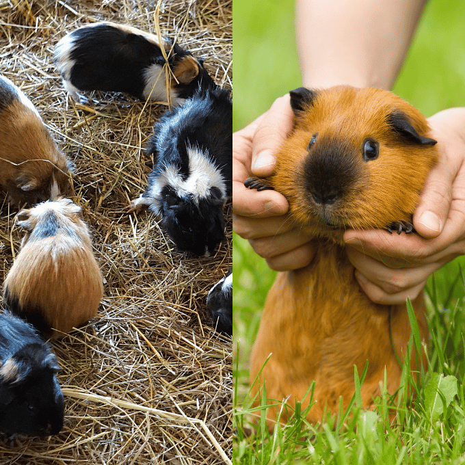 La Socialisation et le Bien etre Emotionnel des Cochons dInde