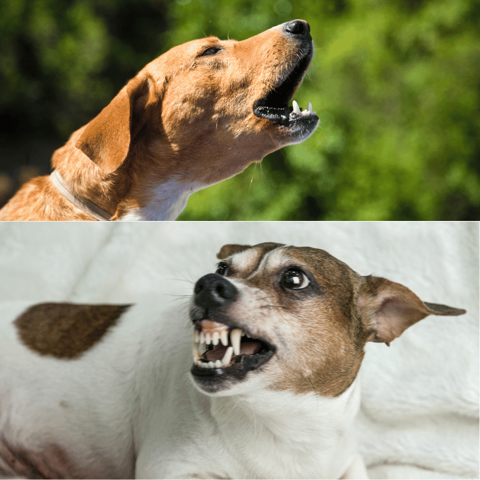 Les vocalises canines De laboiement au gemissement