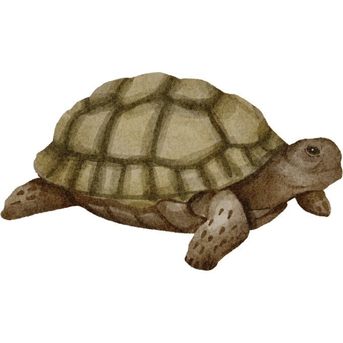 Origines et evolution des tortues