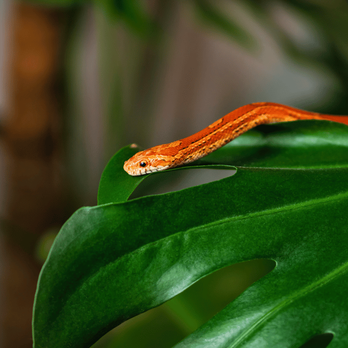 Pourquoi Certains Serpents Sont ils Ideaux Comme Animaux de Compagnie