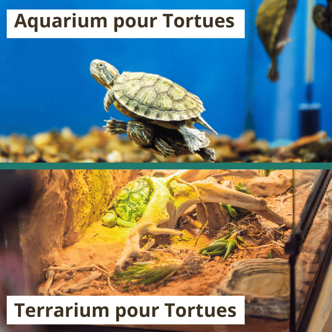 Preparer Votre Maison pour lArrivee de la Tortue