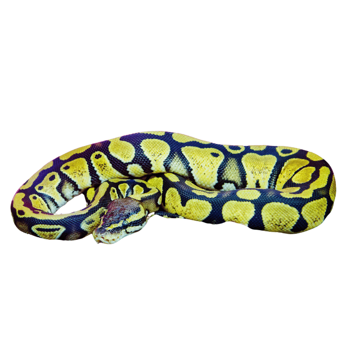 Python royal