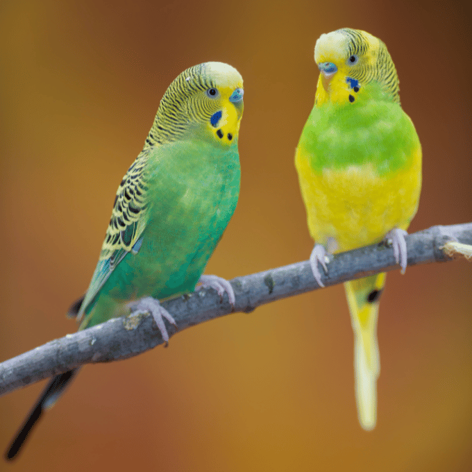 Introduction aux Perruches Pourquoi Choisir Ces Oiseaux Comme Animaux de Compagnie