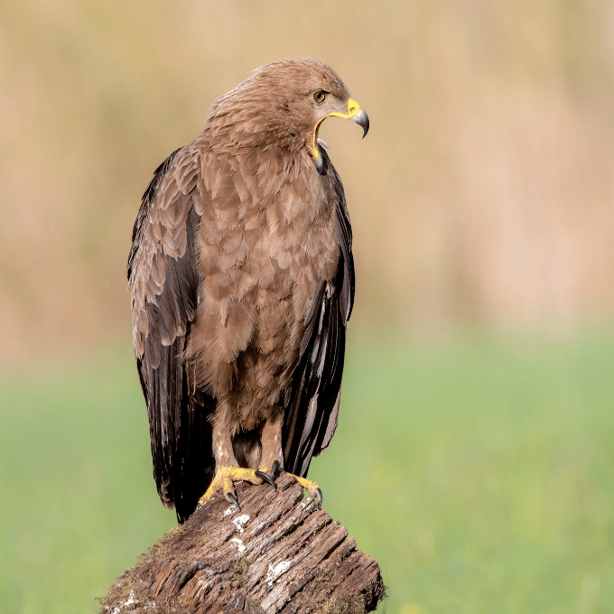 Aigle criard Clanga pomarina