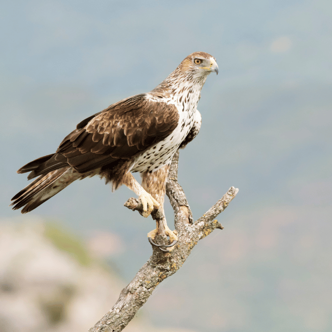 Aigle de Bonelli Aquila fasciata