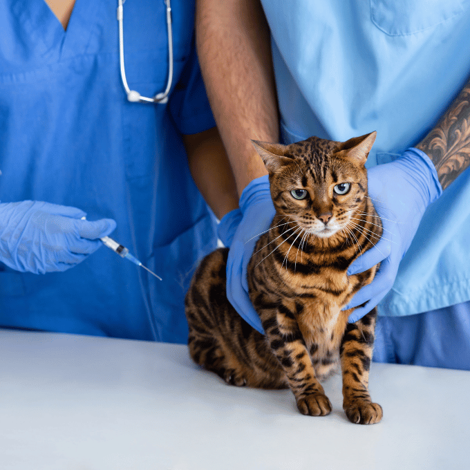 un chat chez le vétérinaire, entrain de se faire vacciner