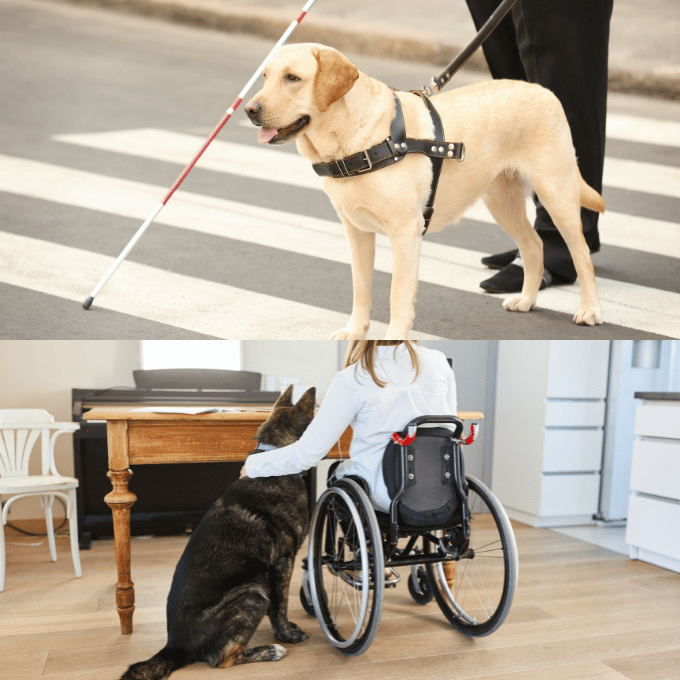 L'image du haut montre un chien guide d'aveugle de race labrador retriever de couleur fauve. Il est équipé d'un harnais spécial et tenu en laisse par une personne, probablement son maître, dont seules les jambes sont visibles. Ils traversent une rue sur un passage pour piétons à bandes blanches.

L'image du bas présente un intérieur de maison ou d'appartement avec un chien de race teckel noir et feu couché à côté d'un fauteuil roulant vide. La scène suggère que le fauteuil roulant pourrait appartenir à la personne handicapée propriétaire du chien, qui lui sert probablement d'animal d'assistance.

Ensemble, ces deux images illustrent le rôle crucial que jouent les chiens d'assistance auprès des personnes aveugles ou handicapées, en les aidant dans leurs déplacements et leur offrant un précieux compagnon dans leur vie quotidienne.