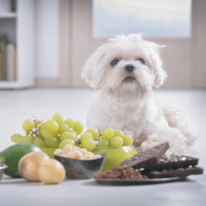 Un petit chien face à des aliments toxiques, comme le chocolat, le raisin.