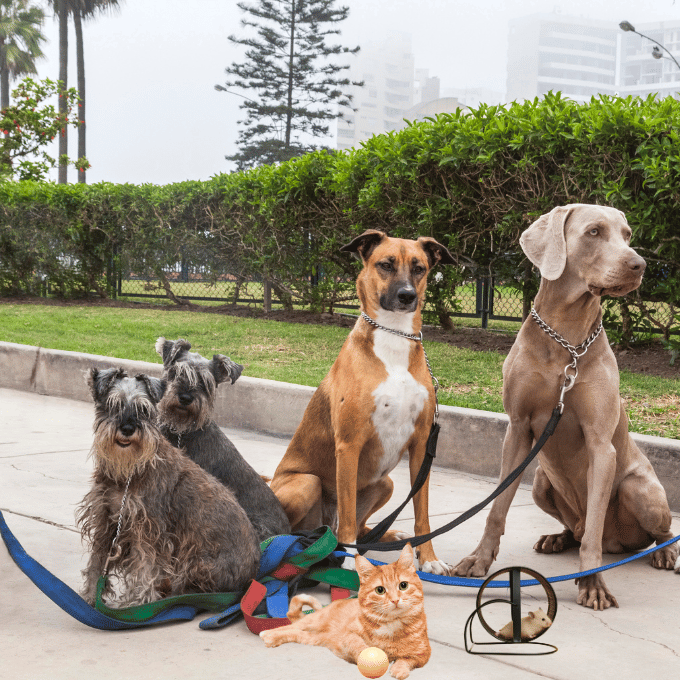 Image montrant quatre chiens qui attendent en laisse la promenade, un chat couché avec une balle et une souris dans une roue qui tourne.