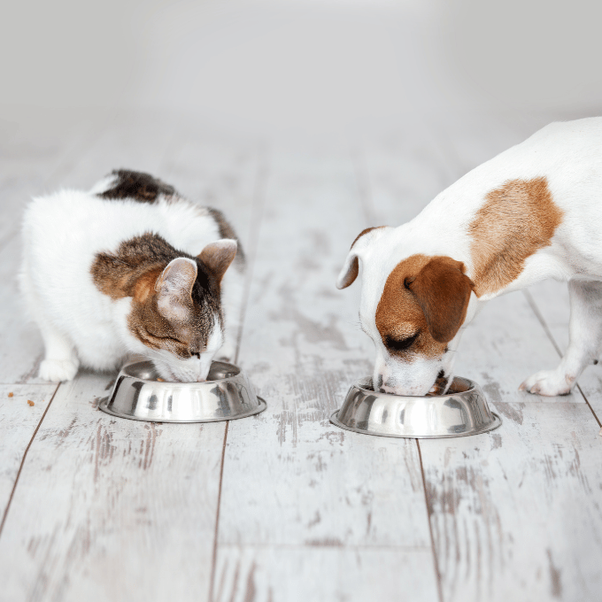 Un chat et un chien mangeant dans leur gamelle.